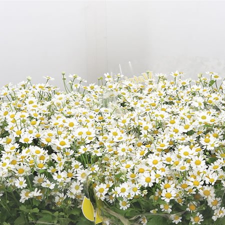 Tanacetum Single Vegmo