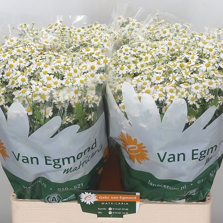 Tanacetum Single Vegmo