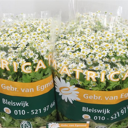 Tanacetum Single Vegmo