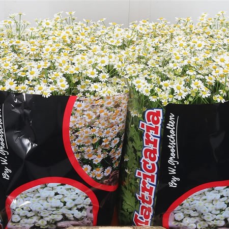 Tanacetum Victory Single