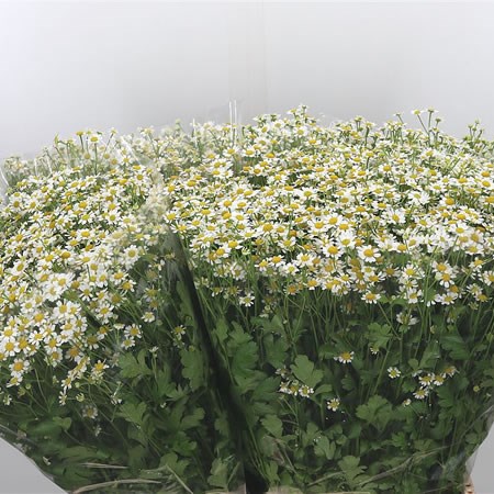 Tanacetum Victory Single