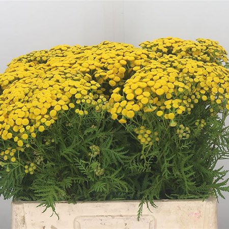 Tanacetum Vulgare