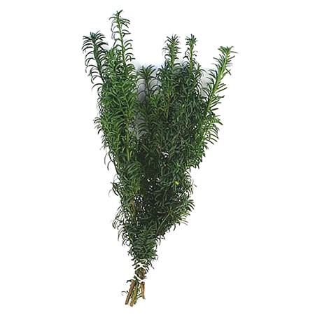 Taxus Aurea (3Kg Bundle)