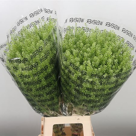 Thlaspi Boogi Woogie