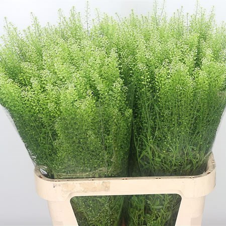 Thlaspi Green Dragon (Extra)