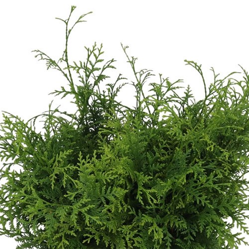 Thuja Plicata Atrovirens