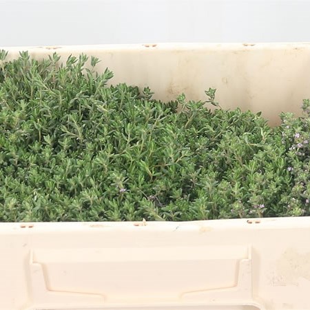 Thyme