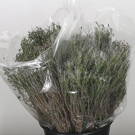 Thyme (Calabria)