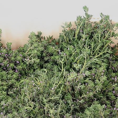 Thyme (Fresh)