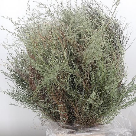 Thyme (Wild)