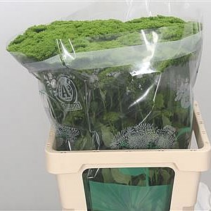 Trachelium Briba Green