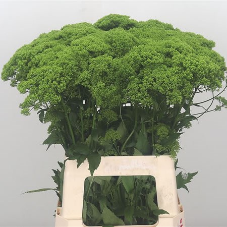 Trachelium Briba Green