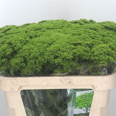 Trachelium Briba Green
