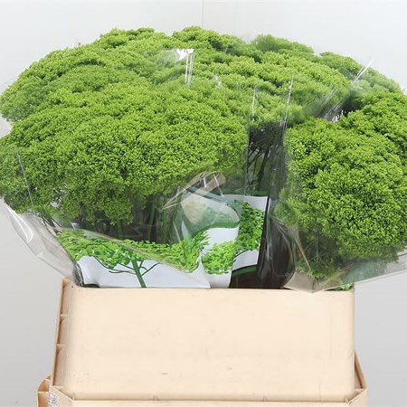 Trachelium Briba Green
