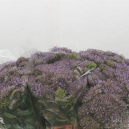 Trachelium Corine Lilac