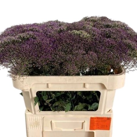 Trachelium Corine Purple