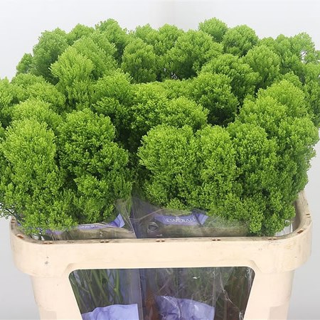 Trachelium Jade