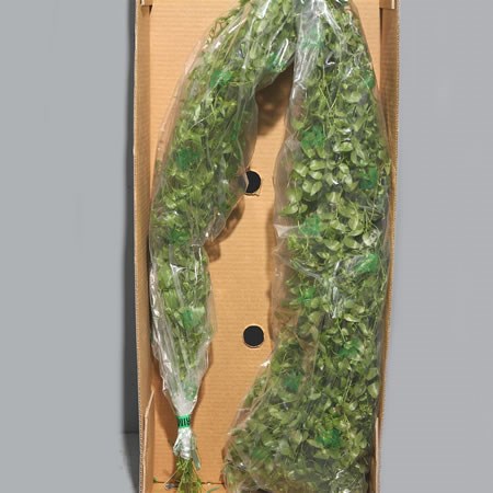 Asparagus Asparagoides