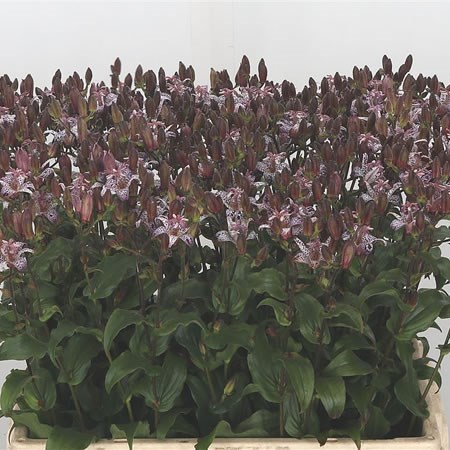 Tricyrtis