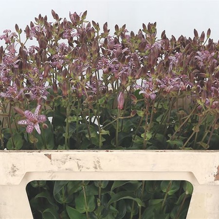 Tricyrtis