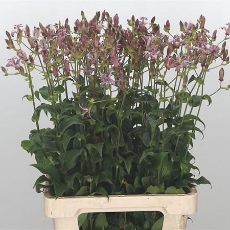 Tricyrtis