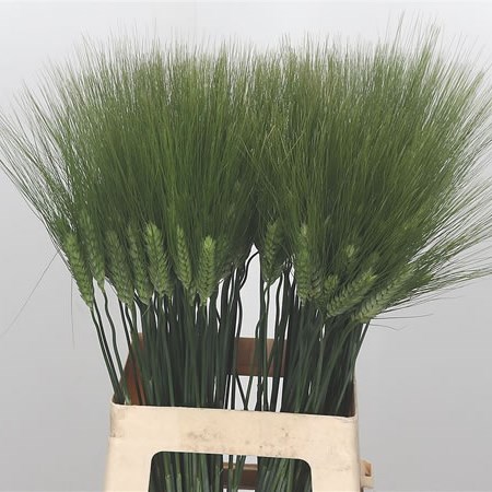 Triticum (Bearded Wheat)