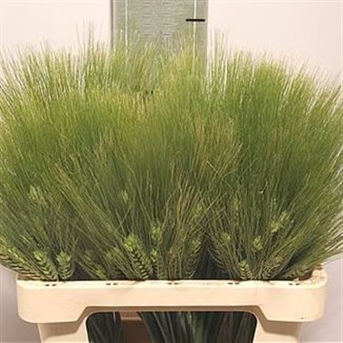 Triticum Aestivum