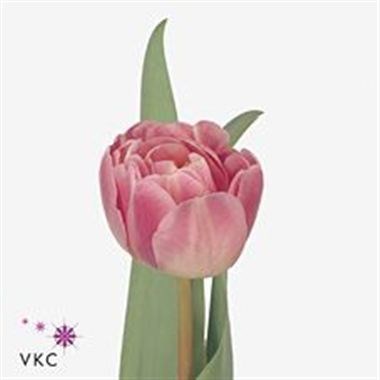 Tulips Endless Love