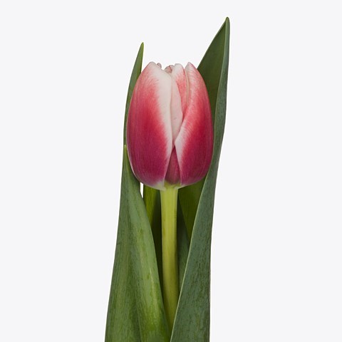 Tulips Voicemail