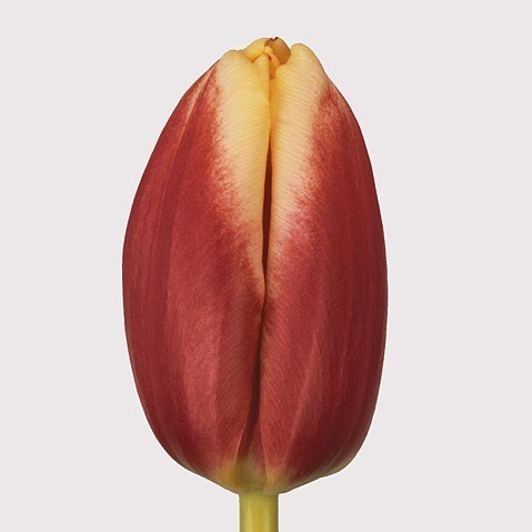 Tulips Leen Van Der Mark