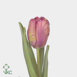 Tulips Rai (Parrot)