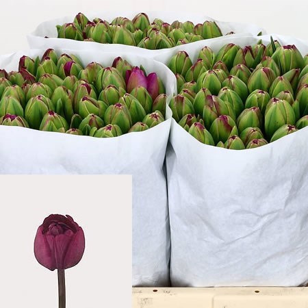 Tulips Abigail