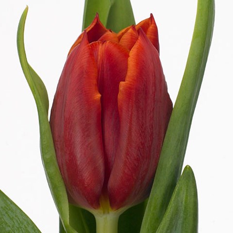 Tulips Abra