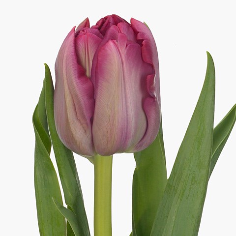 Tulips Action
