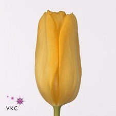 Tulips Agrass Gold
