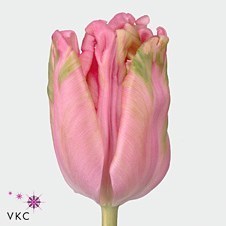 Tulips Air (Parrot)