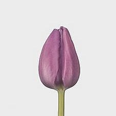 Tulips Alibi