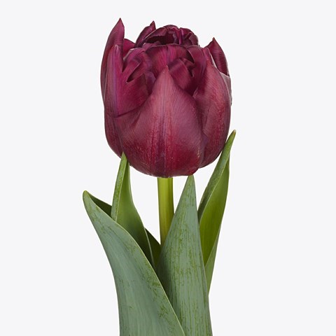 Tulips Alison Bradley