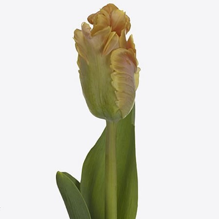 Tulips Amazing Parrot