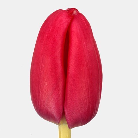 Tulips Anaconda
