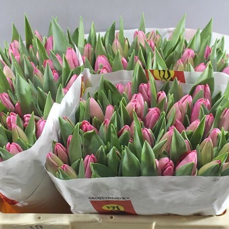 Tulips Anaconda
