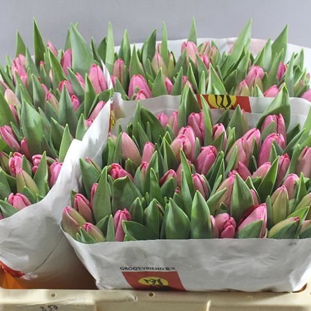 Tulips Anaconda