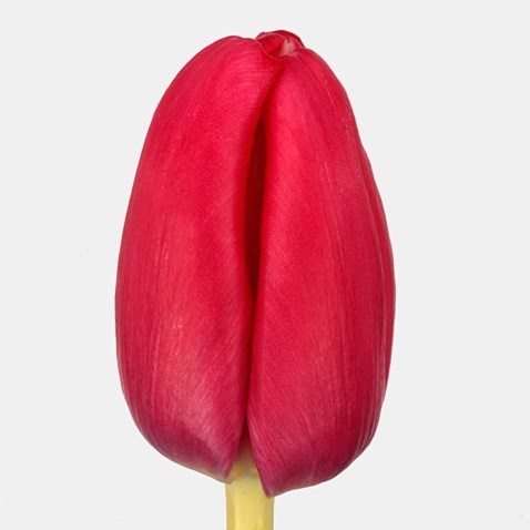 Tulips Anaconda