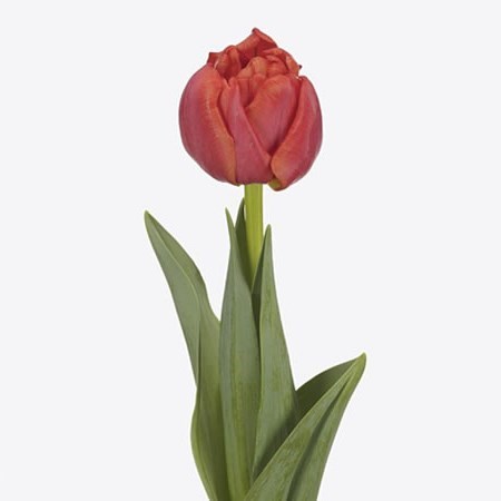 Tulips Andante
