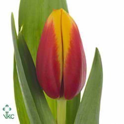Tulips Andre Citroen