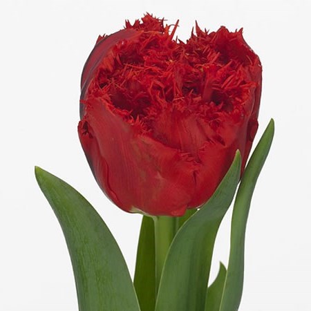 Tulips Anfield