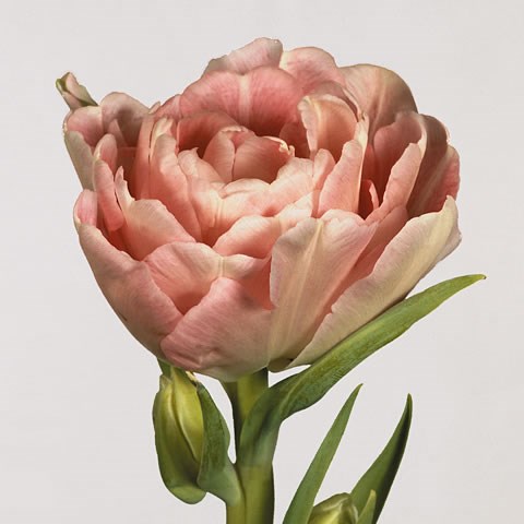 Tulips Angelique
