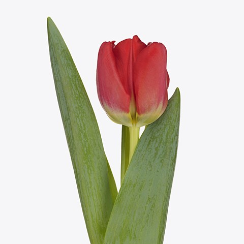 Tulips Antarctic Fire
