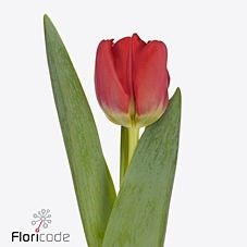 Tulips Antarctic Fire