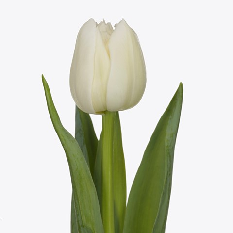 Tulips Apres Ski